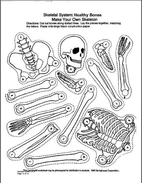 printable skeletal system worksheet  thekidsworksheet