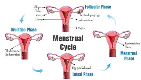 Women S Health Sex Hormones And The Reproductive Cycle