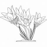 Kolorowanka Kwiaty Wydruku Kwiat Piekny Darmowe sketch template