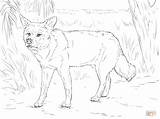 Dingo Coloring Pages Getcolorings Australian Categories sketch template