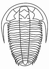 Trilobite Coloring Pages Large sketch template
