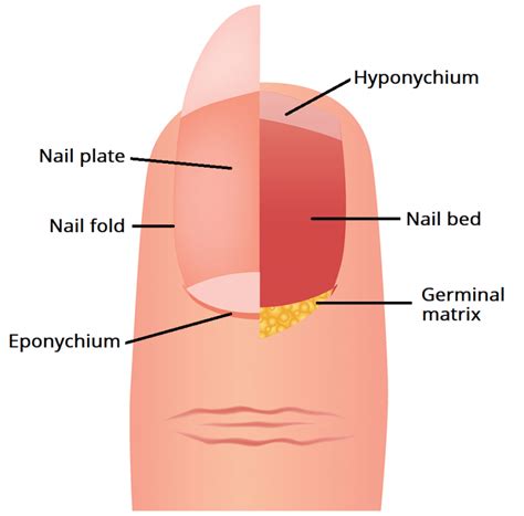 nail unit plate germinal matrix bed teachmeanatomy