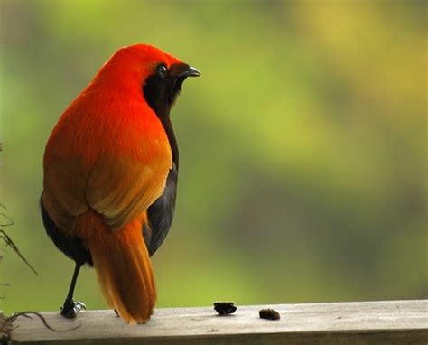daftar nama burung   indonesia  burung kicau nusantara