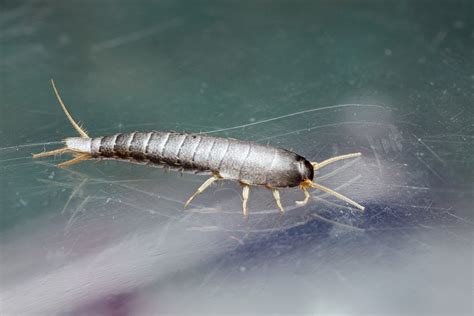 silverfish   studio macro  photography  thenet forums