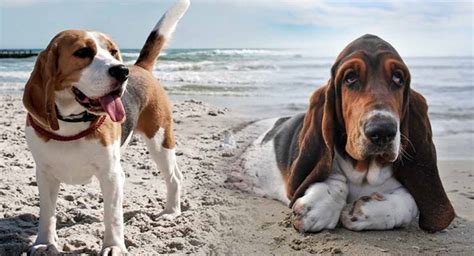 5 Difference Between A Basset Hound And Beagle