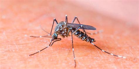 pregnant women   planning  travel internationally  precautions  zika virus