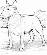 Bull Terrier Coloring Pages Dog English Printable Pitbull Staffordshire Dogs Terriers Colouring Drawing Breed Adult Drawings Miniature Animal Super Main sketch template