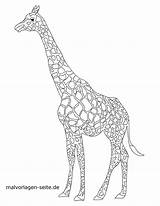 Giraffe Malvorlage Giraffen Ausmalbild Ausmalen Ausdrucken sketch template