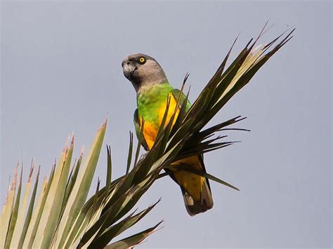 colorful bird perched  top   palm tree