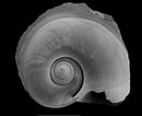 Afbeeldingsresultaten voor Atlanta echinogyra Anatomie. Grootte: 130 x 106. Bron: tolweb.org