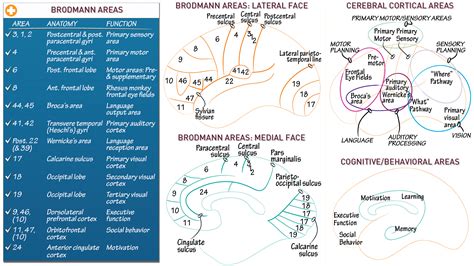neurological system brodmann areas ditki medical biological sciences