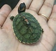 Afbeeldingsresultaten voor Indische dakschildpad. Grootte: 115 x 106. Bron: www.inaturalist.org