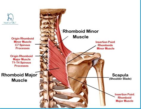 rhomboids muscle origin insertion nerve supply action   relief