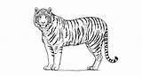 Tiger Bengal Drawing Draw Getdrawings sketch template