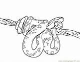 Cobra Coloring Pages King Snake sketch template