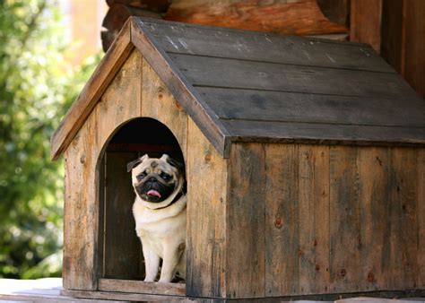 dog shed     investing    custom built sheds garages fresno