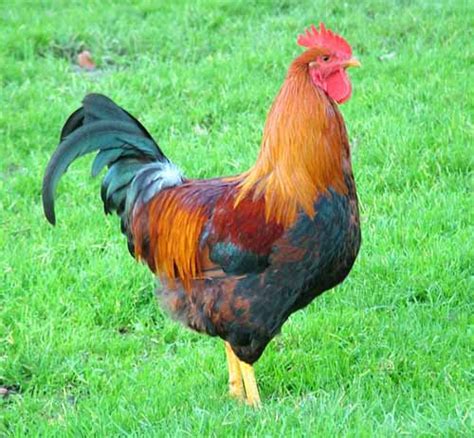 does having a rooster increase egg production modern farming methods