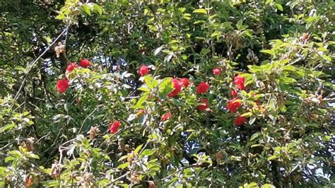 english rose garden red climbing roses youtube