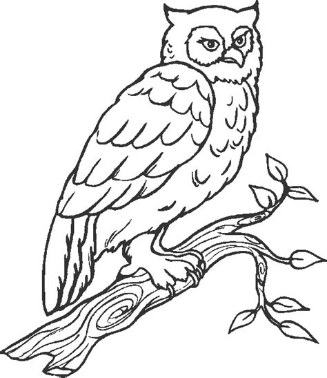 coloring page owl animal coloring pages