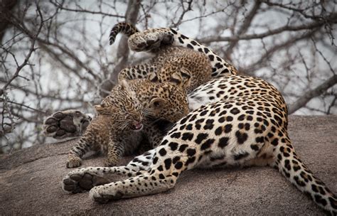 Spring S T Introducing New Leopard Cubs Londolozi Blog