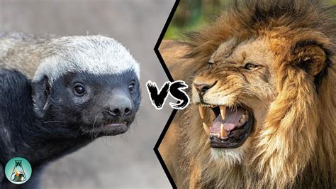 Honey Badger Vs Lion Which Is The Toughest Youtube