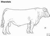 Cattle Charolais Livestock Bull Beefmaster Judging Courses Bison sketch template