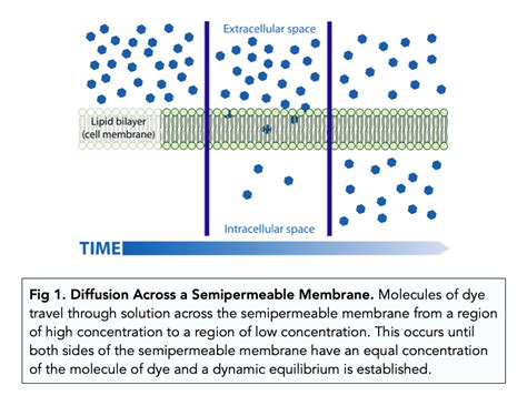 transport  membranes diffusion  level biology study mind