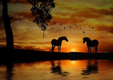 horses  sunset poster  stephanie laird displate