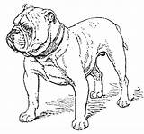 Dog Boxer Coloring Pages Guard Stand Color sketch template