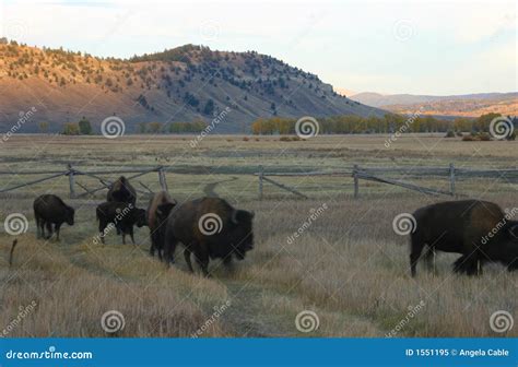 royalty  stock photo buffalo charging image
