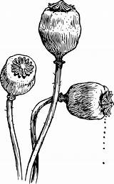 Flower Head Poppy Coloring sketch template