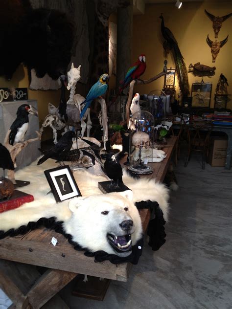 There Is Something Morbidly Fabulous About Taxidermy It Reminds Me Of