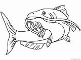 Freshwater Catfish Sheets Coloring4free 2244 sketch template