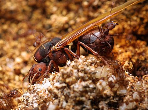 sexual conflict ant queens prevail  evolutionary arms race ucr news uc riverside