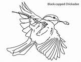 Capped Chickadee sketch template