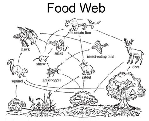 food web food web food web worksheet food chain