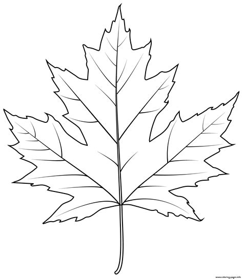 silver maple leaf coloring page printable