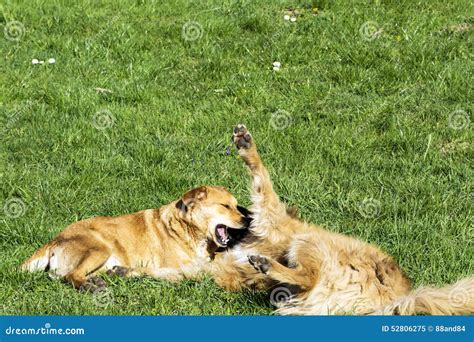 honden  het park stock afbeelding image  gezelschap