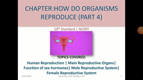 Human Reproduction Main Reproductive Organ And Sex Hormones