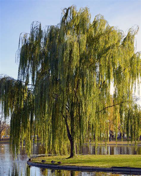 Weeping Willow Trees For Sale At Arbor Day S Online Tree Nursery Arbor