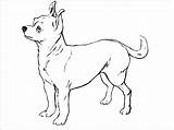 Chihuahua Coloring Coloringbay sketch template