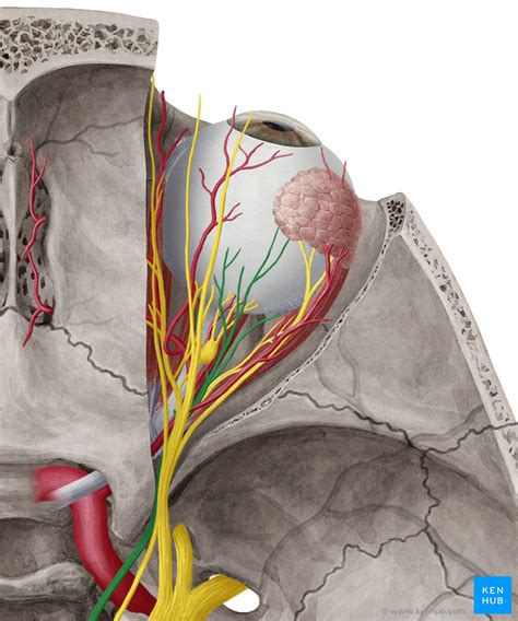oculomotor nerve cn iii anatomy function pathway kenhub