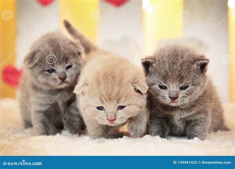 small  cute kittens stock image image  cute
