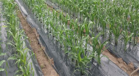 se investiga el uso de acolchado plastico  la produccion de maiz red latinoamericana de