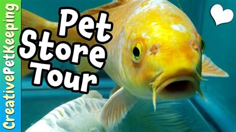 mini pet store   pets  wisconsin pets pet store fish pet