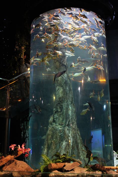 Aquaria Klcc Kuala Lumpur Largest Aquarium In Southeast