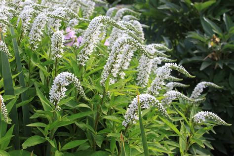 gooseneck loosestrife  nectar loving wasps susans   garden