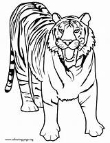 Coloring Tiger Wild Tigers Printable Big Colouring sketch template