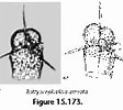 Afbeeldingsresultaten voor "botryocyrtis Scutum". Grootte: 112 x 100. Bron: www.uv.es