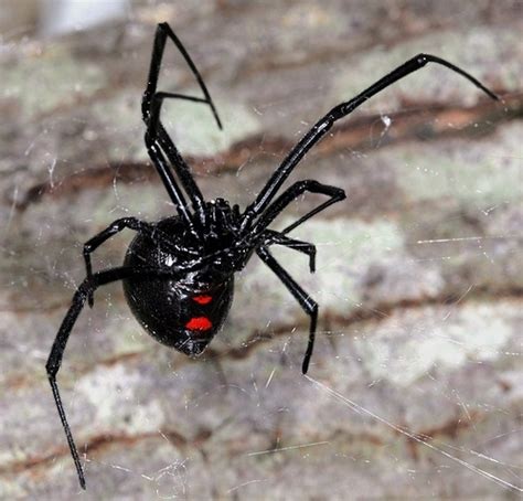 Black Widow Spider Meme Generator